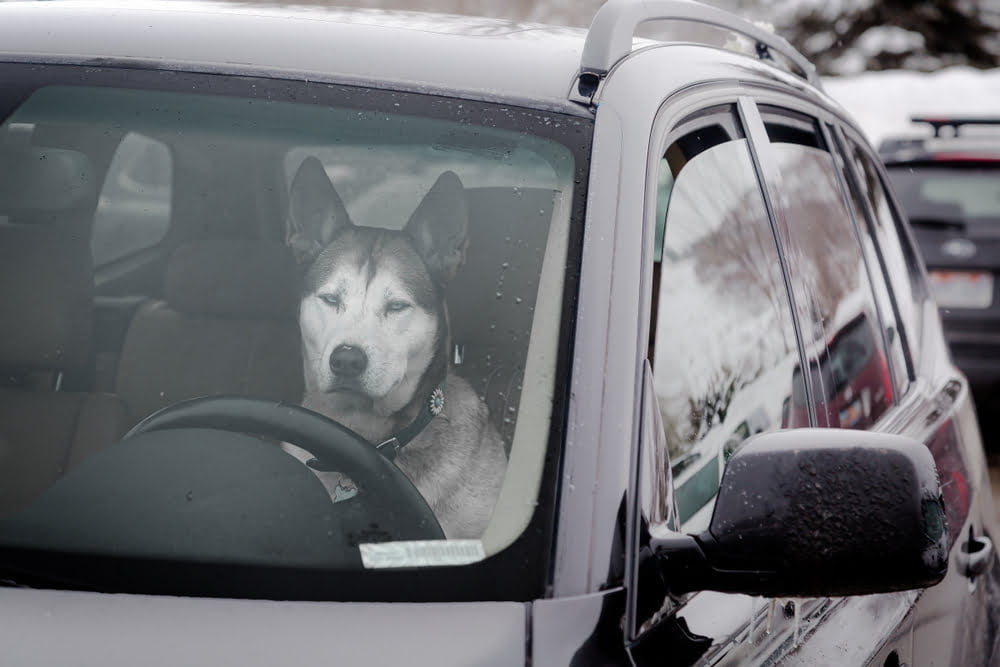 A dog in a car's drivers seat -Is Leaving a Dog in a Hot Car a Crime in California?