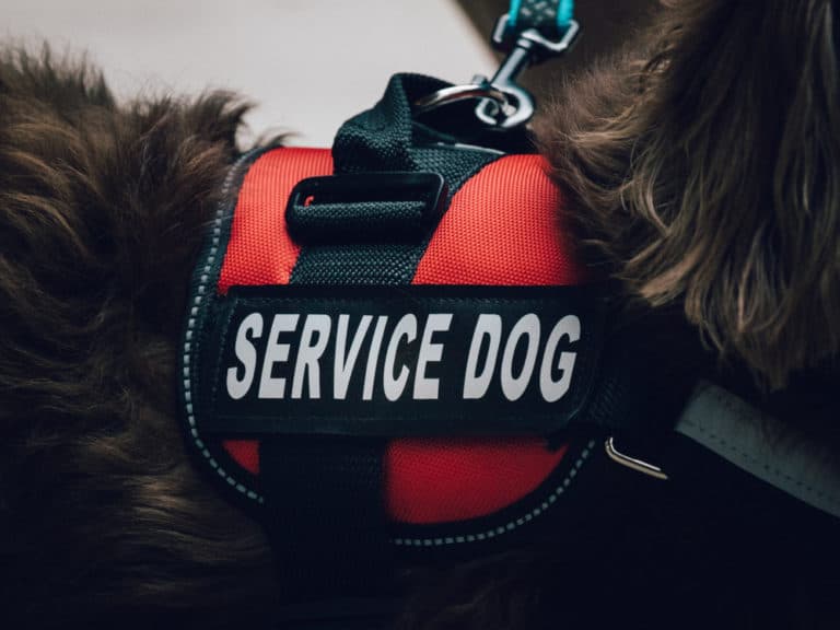 service dog fraud california