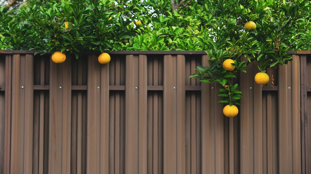 is picking fruit from public trees legal?